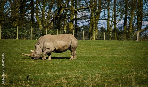 Closeup of a rhinocero  Rhinocerotidae  grazing in a park
