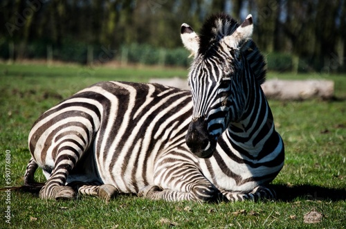Closeup of a zebra  Hippotigris  sitting on the grass in a park