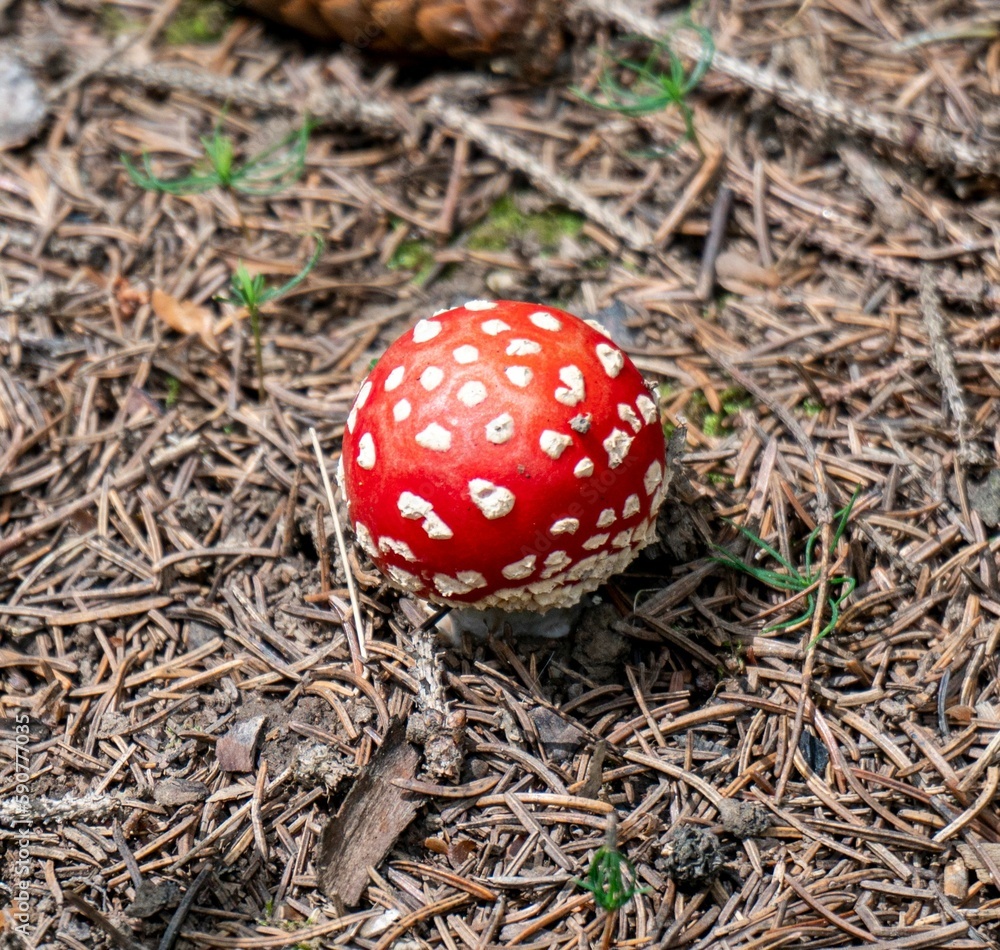 Closeup shot of a red agaric mushroom on a forest floor Closeup shot of a red agaric mushroom on a forest floor