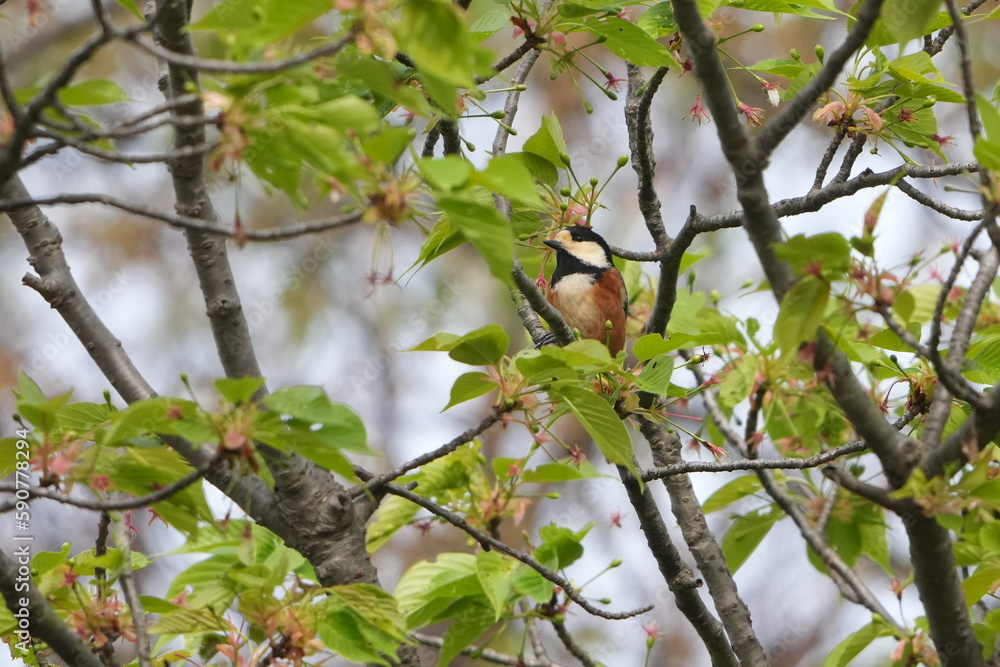 varied tit on a brach varied tit on a brach