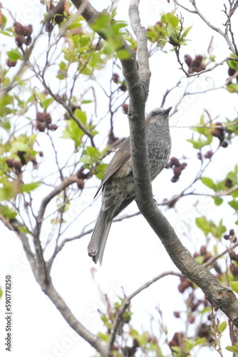 bulbul on a branch