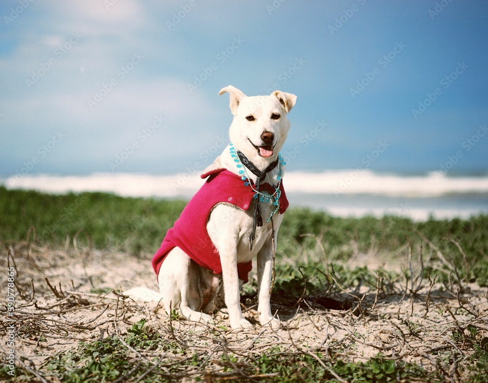 Closeup shot of a dressed dog near the beach on a sunny day