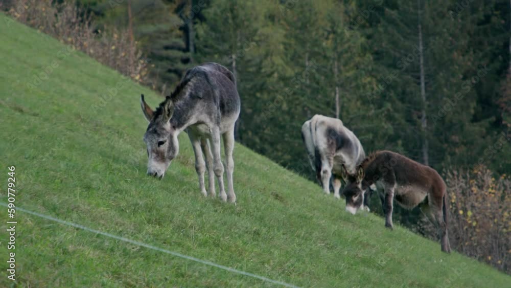 Donkey grazing pasture in a green field Donkey grazing pasture in a green field