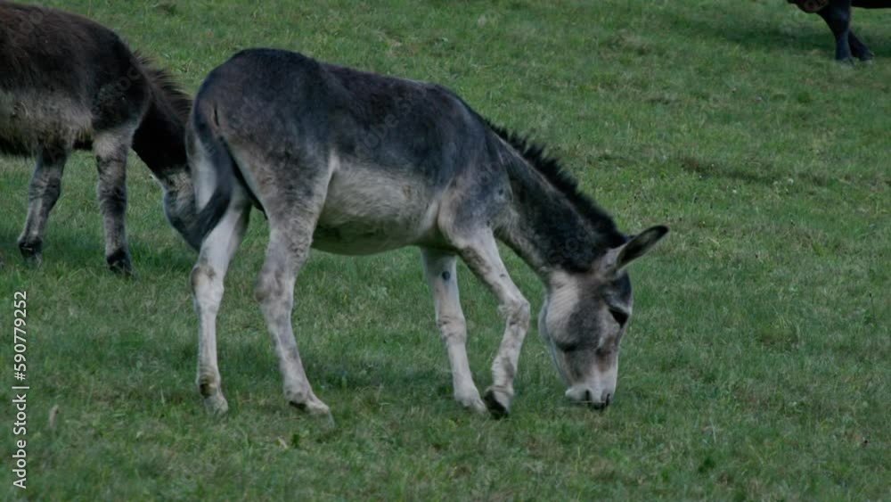 Donkey grazing pasture in a green field Donkey grazing pasture in a green field