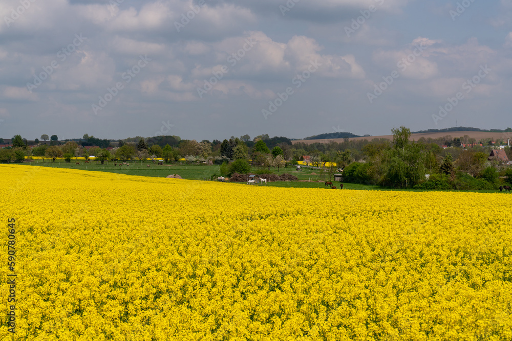 Canola field in full bloom. in the background a rustic view, horses, houses. Sunny day. Big, beautiful clouds