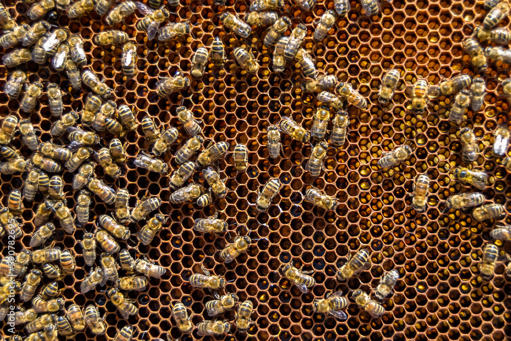 Abstract hexagon structure is honeycomb from bee hive filled Abstract hexagon structure is honeycomb from bee hive filled