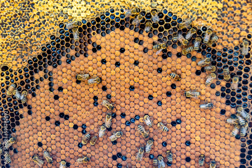 Abstract hexagon structure is honeycomb from bee hive filled
