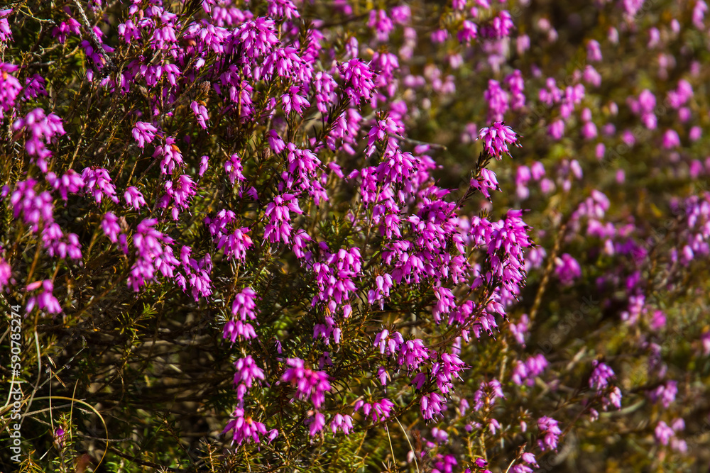 Fototapeta premium Closeup of heather plants blooming in purple colors