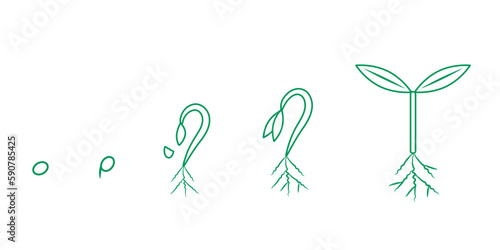 種が発芽して育つ過程、シンプルな線画