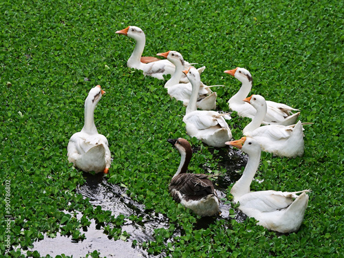Domestic geese idling in water, amongst salvinia, top view.
