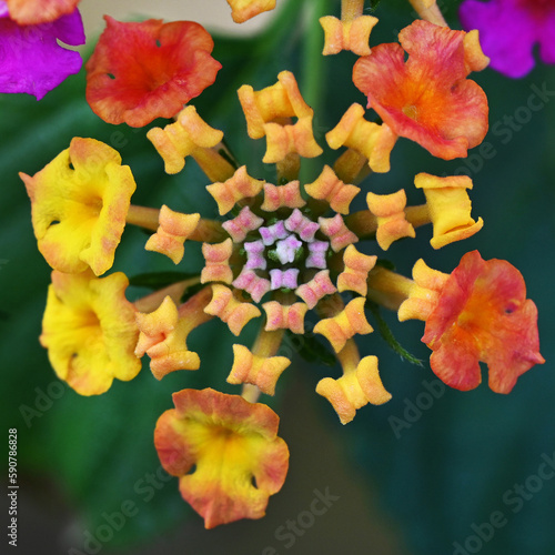 Multi-colored inflorescence of Lantana camara 