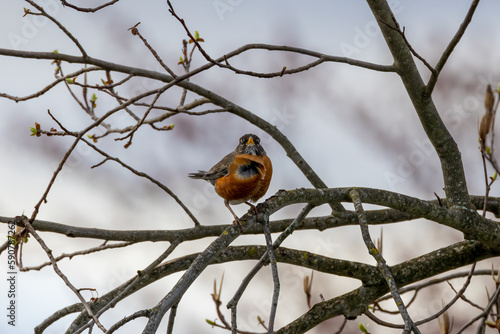 robin perched on a branch © Eric