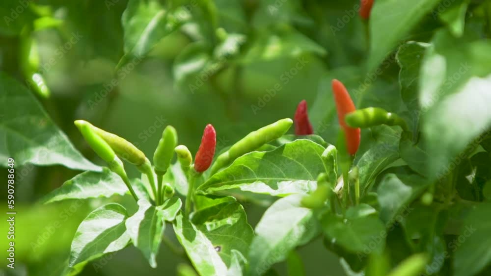 woman's hand is plucking chili peppers from the plant for cooking. woman's hand is plucking chili peppers from the plant for cooking.