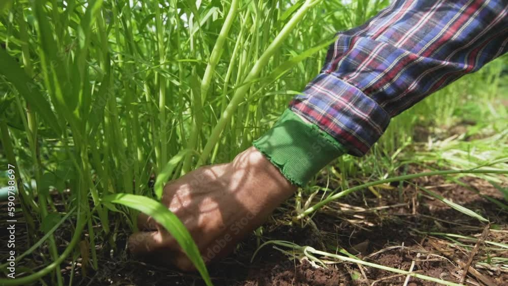 Farmer's hand pulling Chinese morning glory plant in the soil field. Farmer's hand pulling Chinese morning glory plant in the soil field.