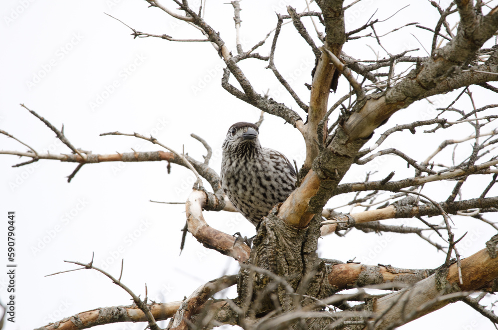 Spotted nutcracker Nucifraga caryocatactes japonica. Spotted nutcracker Nucifraga caryocatactes japonica.