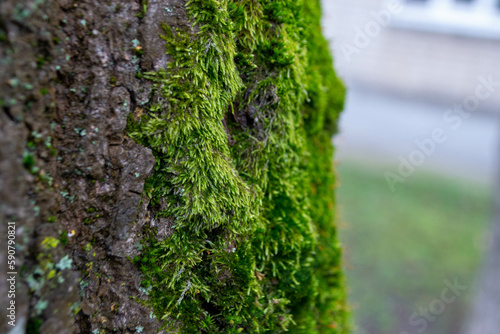 A tree trunk with moss on it and a sky background. High quality photo
