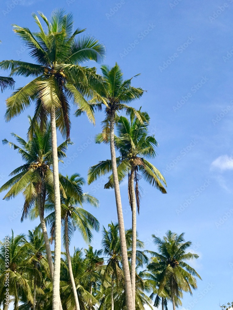 Tall Palm Trees, Nusa Penida Island Near Bali, Indonesia, Summer Beach Vibes, Travel - Vertical Photo