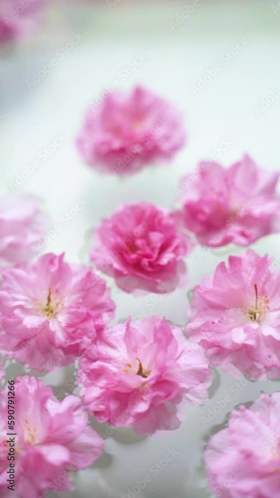Pink cherry blossoms floating in the water with soft pastel green background Pink cherry blossoms floating in the water with soft pastel green background