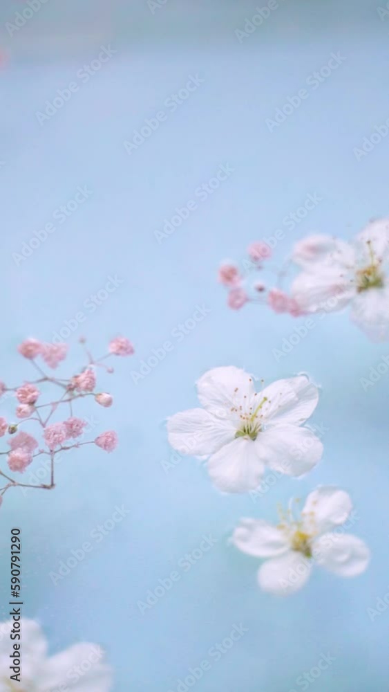 White cherry blossoms, lilac and gypsophila (baby's-breath) flowers, and tulip petals floating in the water with a soft pastel blue background White cherry blossoms, lilac and gypsophila (baby's-breath) flowers, and tulip petals floating in the water with a soft pastel blue background