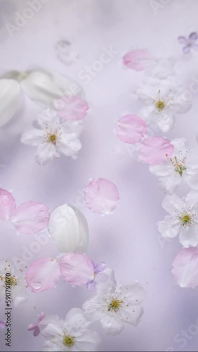 White cherry blossoms, lilac flowers, and tulip petals floating in the water with a soft pastel background 