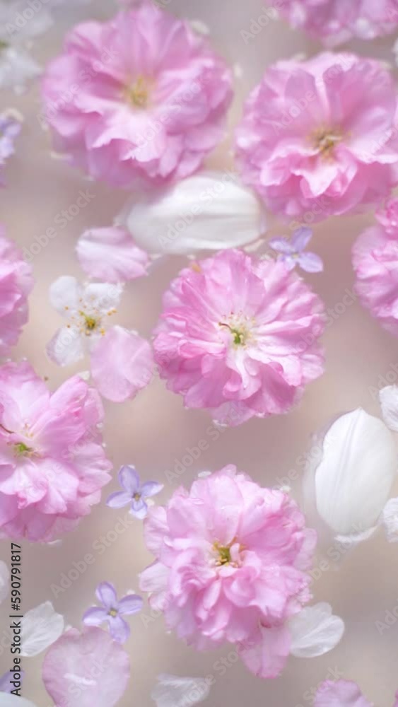 Pink and white cherry blossoms, lilac flowers, and tulip petals floating in the water with a soft pastel background and water drops falling Pink and white cherry blossoms, lilac flowers, and tulip petals floating in the water with a soft pastel background and water drops falling