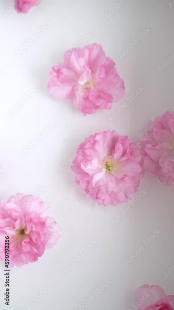 Pink cherry blossoms floating in the water with a white background Pink cherry blossoms floating in the water with a white background