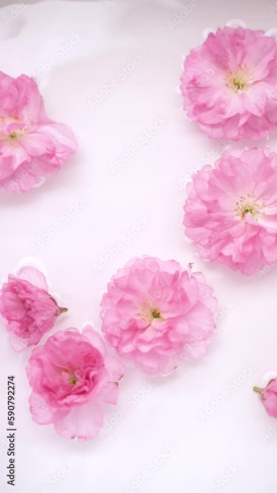 Pink cherry blossoms floating in the water with a white background Pink cherry blossoms floating in the water with a white background