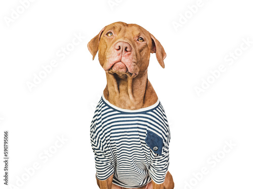 Lovable, pretty brown puppy and stylish shirt. Travel preparation and planning. Close-up, indoors. Studio photo, isolated background. Concept of recreation, travel and tourism. Pets care