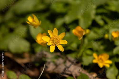 Lesser Celandine or Pilewort flowers along the trail