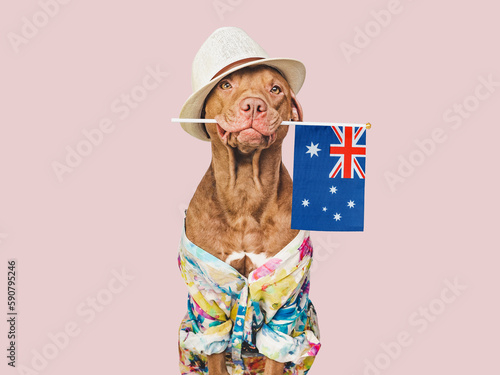 Photography Charming, sweet brown dog, sun hat and Australian Flag