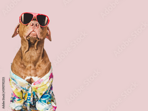 Cute brown puppy and  sunglasses. Travel preparation and planning. Close-up, indoors. Studio photo, isolated background. Concept of recreation, travel and tourism. Pets care © Svetlana