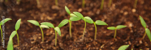 фотографія seedlings grow in the ground, plant care, earth day, sprouts sprout