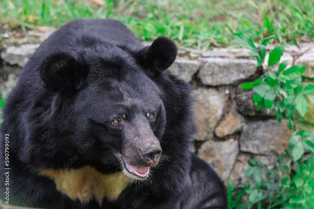 Portrait of the Asian white chested black Bear in the Rain Forest, Thailand Portrait of the Asian white chested black Bear in the Rain Forest, Thailand