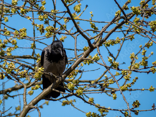 The crow sits on a tree branch. The bird is basking in the sun.