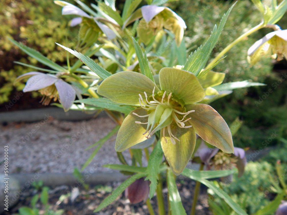 Fototapeta premium Majestic frost flower: A delicate green beauty blooming among lush green grass