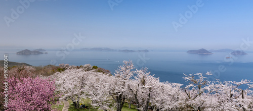 紫雲出山（しうでやま）の桜と山頂からの眺め（香川県三豊市）