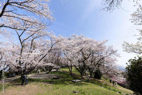 紫雲出山（しうでやま）の桜（香川県三豊市）