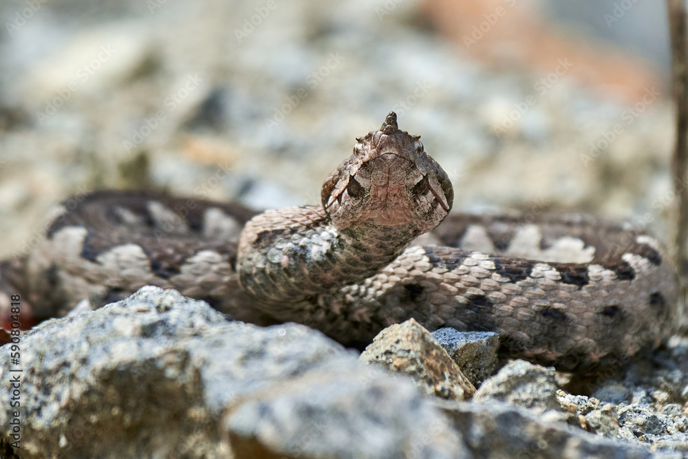 Nose-Horned Viper male in natural habitat (Vipera ammodytes) Nose-Horned Viper male in natural habitat (Vipera ammodytes)