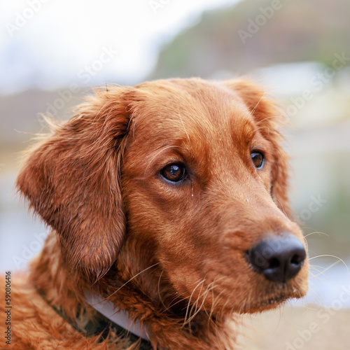 portrait of a golden retriever