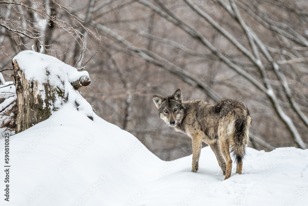 Grey Wolf, Canis lupus. in a snowy forest landscape. Grey Wolf, Canis lupus. in a snowy forest landscape.