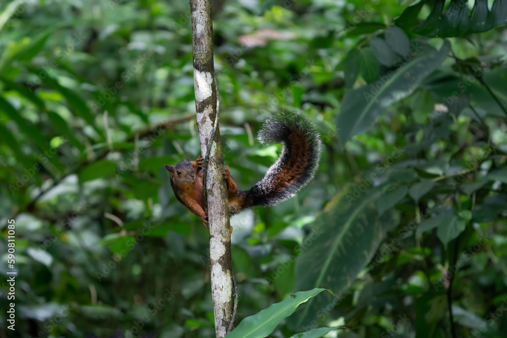 Naklejka premium Eastern Grey Squirrel on branch. Scientific name: Sciurus carolinensis.