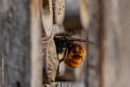 Hôtel à insecte, Osmia cornuta - European orchard bee - Osmie cornue