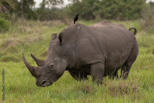 White rhinoceros  Ceratotherium simum  with calf in natural habitat  South Africa