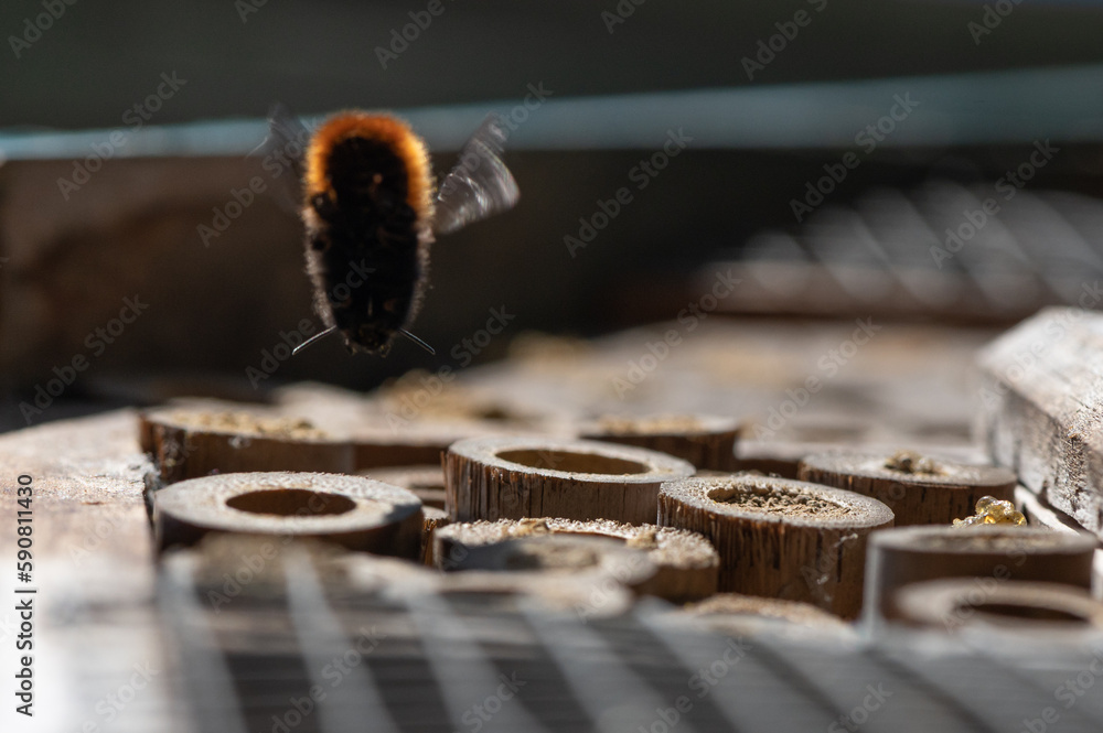 Hôtel à insecte, Osmia cornuta - European orchard bee - Osmie cornue Hôtel à insecte, Osmia cornuta - European orchard bee - Osmie cornue