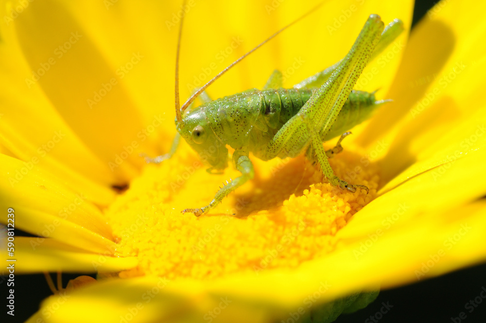Fototapeta premium Grasshopper nimph