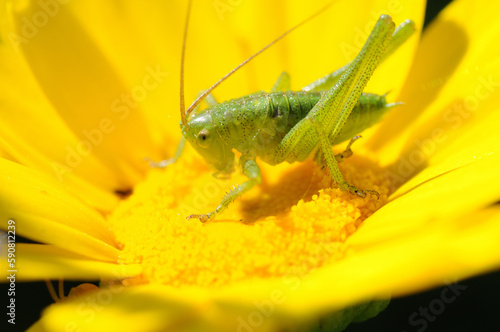 Grasshopper nimph photo