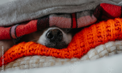 Close up photo of lovely cute white pet or dog wrapped in blankets to keep warm from winter cold © My Ocean studio