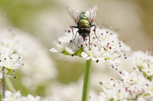 Blowfly © Mário Filipe