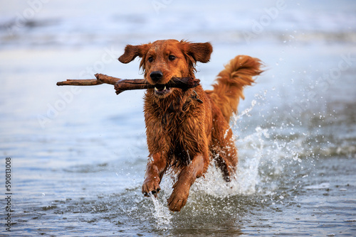 golden retriever running in the water