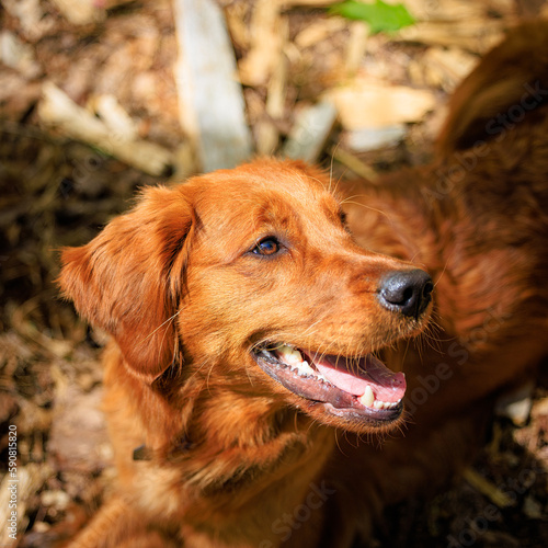 Golden Retriever Puppy